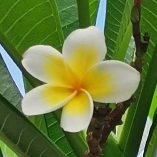 中国民间故事泥佛抢肉