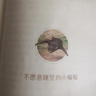 《不愿意睡觉的小蝙蝠》