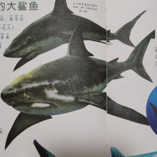 动物世界大百科   黑名单上的鲨鱼