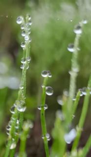 吴文《残荷听雨》诵雪梅