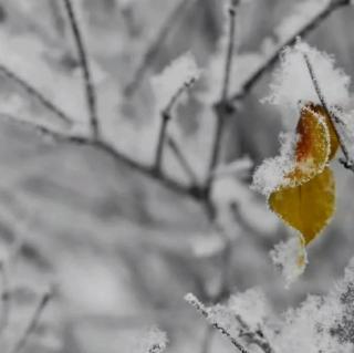 《掌心化雪》丁立梅