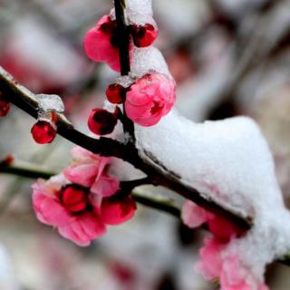 梅园冬雪/白落梅