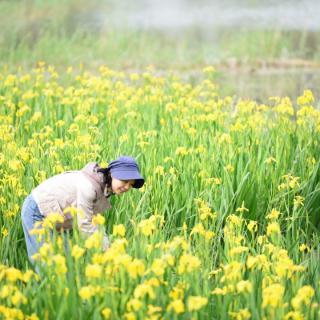 《七律.湿地丽影》_求实