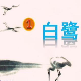 《白鹭》