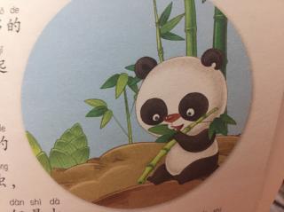 大熊猫为什么爱吃竹子🍟🥫🇨🇳