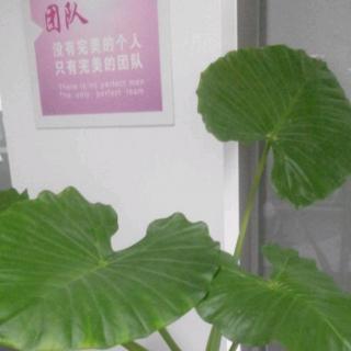 赋能，小团队的扩展阻力