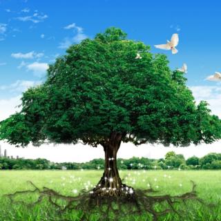 《七月里的一棵树》作者:原始生命