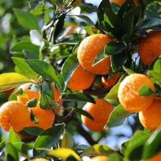 在歌声中走向我们的小康生活：甜蜜柑橘挂出甜蜜生活