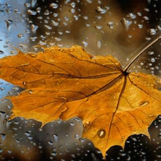 秋雨，是一夜流泪的诗    文/汐言