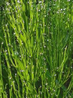 太阳花《白露 诗意的节气》诵雪梅