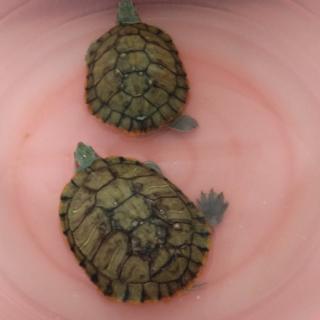我家养了两只乌龟(结尾加了三D环绕，请不要嫌弃)