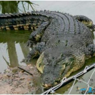 鳄鱼吞食坏人