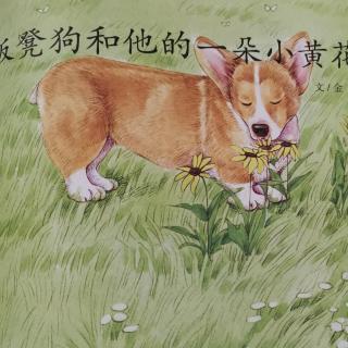 b353《板凳狗和她的一朵小黄花》全