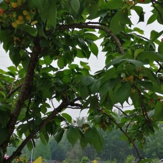 雨后阳光