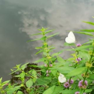 《多雨的秋季》诵读琴姐