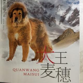 《犬王麦穗》——–沈石溪