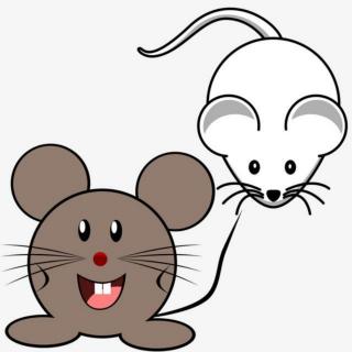 《两只老鼠🐭🐭胆子大》