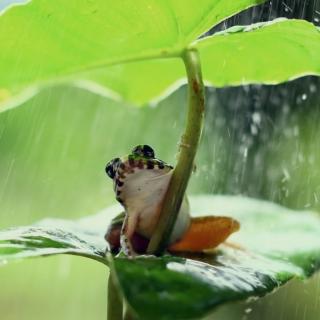 《倾听秋雨》作者碑林路人