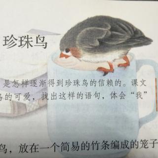 4.珍珠鸟