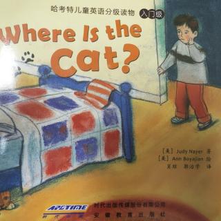 where is the cat？