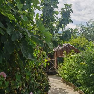 《 雨 》作者/巴金 诵读/茜茜