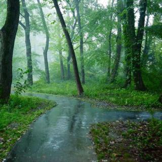 漫步在雨天的小树林里~催眠向