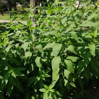 《雨荷》龙飞凤舞