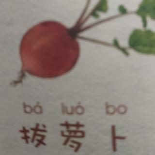 拔萝卜