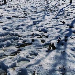 《第一场雪》节选