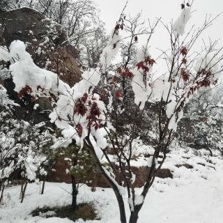 《雪》李金发