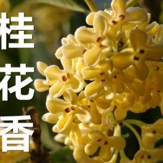 《几度秋意浓，最是桂花香》王军贤