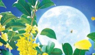 月亮姐姐《月亮上的桂花树》（来自FM49103161）