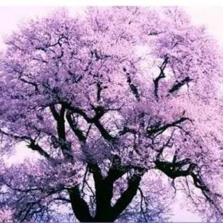 《一颗开花的树》作者:席慕蓉 朗诵:青青紫藤