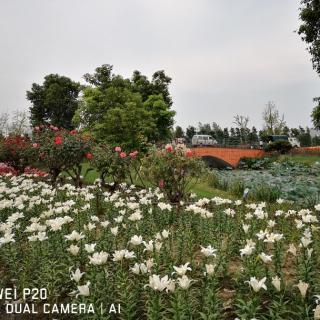 植物妈妈有办法……毛毛