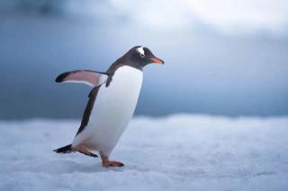 《为什么企鹅能抵御南极的严寒》声音：张杨
