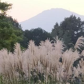 《寒露》易州米文，夏建威朗读