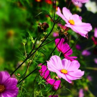 《生活，是一滴灵动的水》(节选)作者:雪域莲花