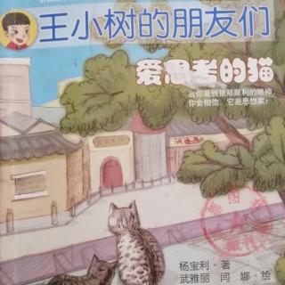 爱思考的猫之《这个杀手太凶狠》