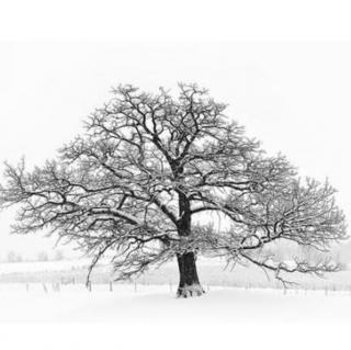 冬表树