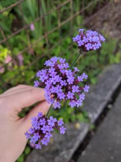 周囲に配慮する||人並み