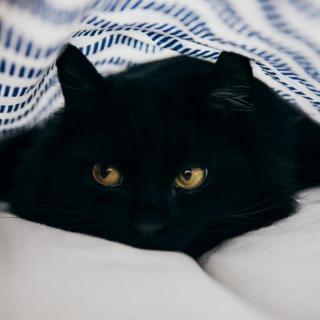 [读文]黑猫
