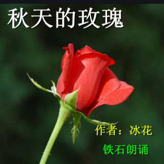 《秋天的玫瑰》作者：冰花 ；铁石朗诵