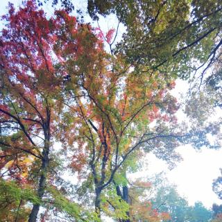 秋雨中倾听 诵读：张国民