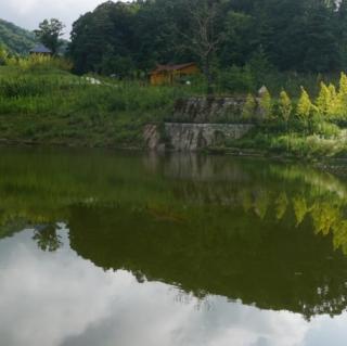 《留得枯荷听雨声》作者：雨霏霏；朗读：郑力