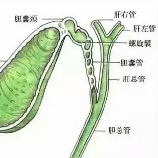 早安播报关于胆囊的大事小情