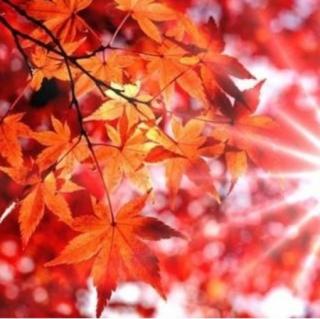 《秋是北方的一幅画》文/静水流深  诵读：想念