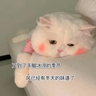 睡前故事｜熊猫先生和小花