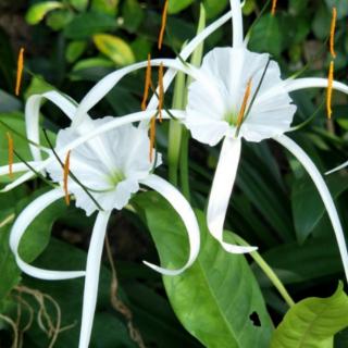 阿杜《菊花开了》秋风咏叹调