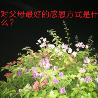 《解决问题的智慧》对父母最好的感恩方式是什么？