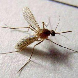 【夏聊】你能在两小时内打死21只蚊子吗？